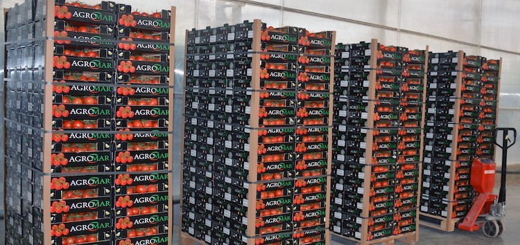 ЕБРР поддерживает туркменского производителя помидоров «Agromar»